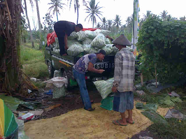 Wira Siap Kirim Ke Pasar Jati Mulyo