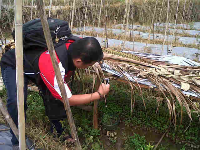 ASC Q Sedang Ngontol Psersemaian TOMAS 2.