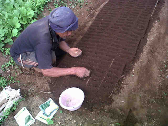 Proses Semai Tomas 2 Di H. Holidin!