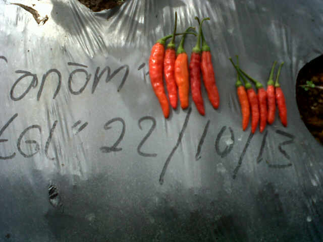 Panen Ka 5 Madun + Seta Super Harga Turun Lagi 27000