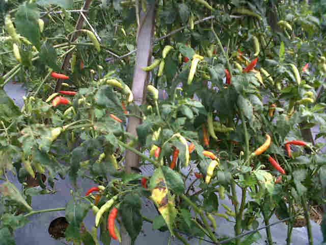 Seta Super 7500 DiGoapara