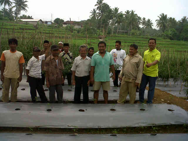 Acara Study Banding Di Ciamis Melihat Cabe Sari F1 Sukses..