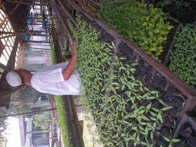 Alhadulilah...sari F1. Walupun 1500 Pohon Dah Di Pesan Petani....dipenyemai Terbesarsekalsel....semoga Menjadi Sinyal Positip Untukexspose....penyemai Cpm..bpk Muhtar Nagara