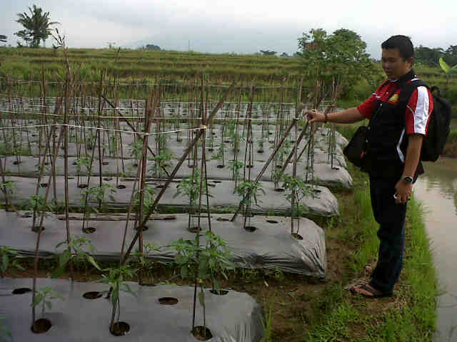 ASC Q Lg Ngontrol Cabe Sari F1,