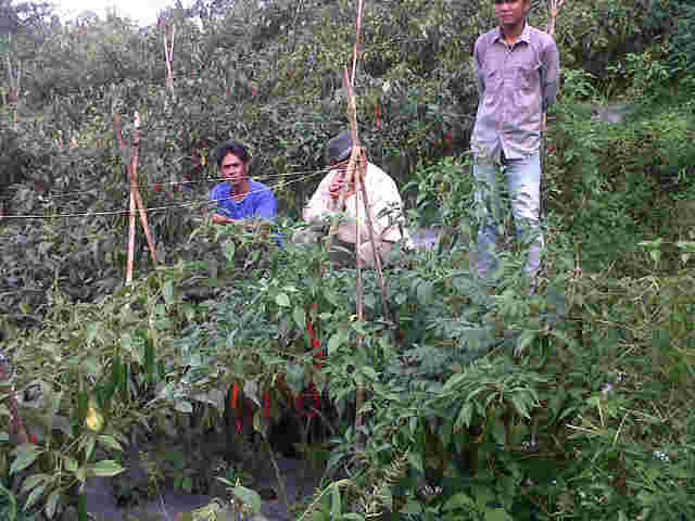Asik Dngan Tanaman SARI F1