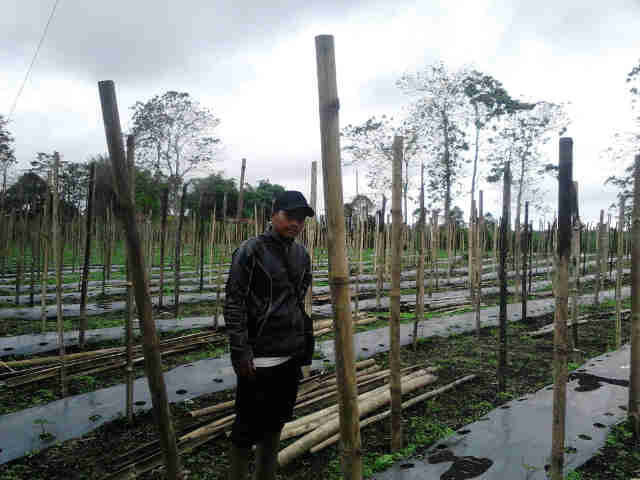 Asp Sariono Di Lokasi Tanding Demplot Yasmin F1 Vs Kadia F1 (syngenta) Di Desa Tiga Runggu Simalungun