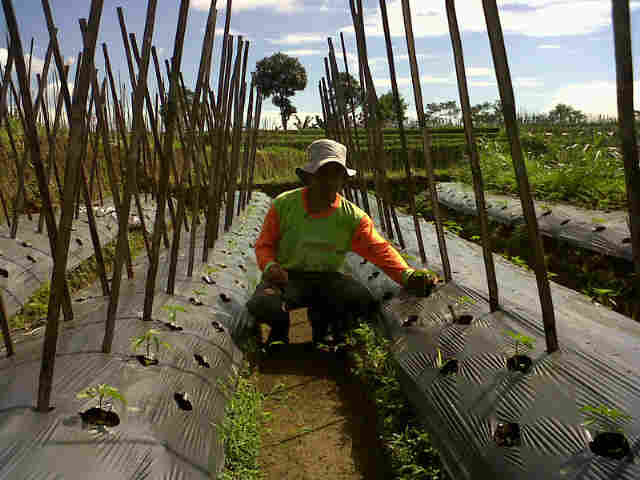 Cabe Sari F1 Baru 10 Hst,di Kebun P Asep Aka Cipeuteuy Cisayong.
