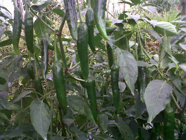 Cabe Sari F1 Buah Atas,sudah Dipanen Hijau 3 Kali,di Cipeuteuy Cisayong.