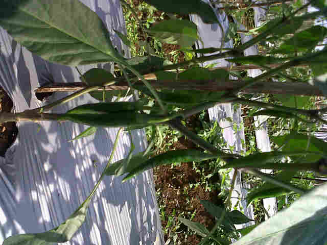Cabe Sari F1 Di Kebun P Dimdim Singajaya.