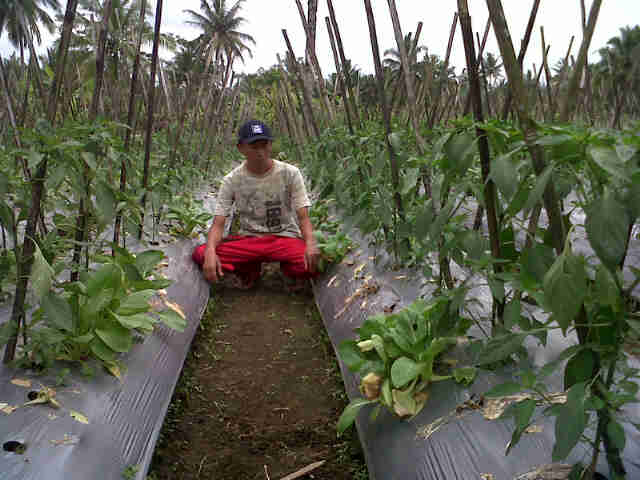 Cabe Sari F1 Di Padakembang Fase Fegetatif.