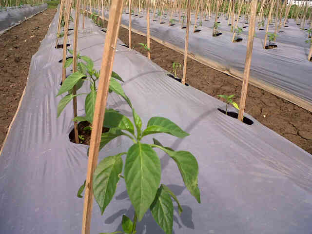 Cabe Sari F1 Di Pak H Pakih, Cimnuk, 25 Hst.