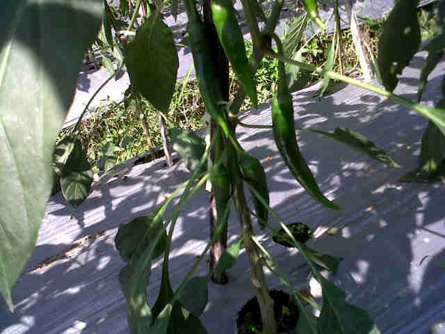 Cabe Sari F1 Fase Generatif.