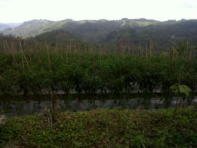Gunung SARI F1...