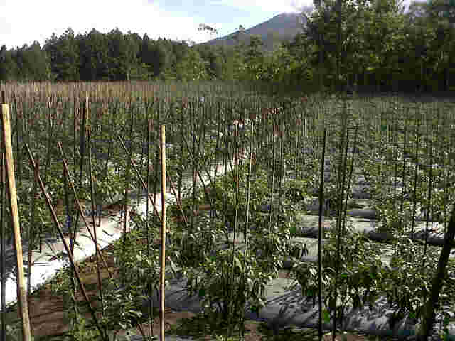 Hamparan Cabe Sari F1,di Kaki Gunung Galunggung,fase Generativ,pemilik P Jajang.