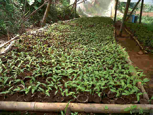 Hasil Study Banding Pak Guru Jiput, Langsung Nanam Cabe Sari 6 Pac, Semaian Umur 14 Hss.