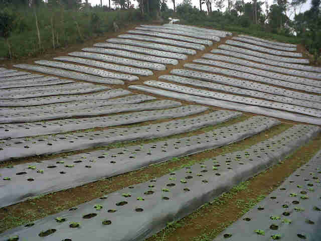Lahan Sari F1 Punya Kang David Tnm Tgl 28 Juni