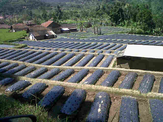 Lahan Sari Siap Tanam Di Farentas