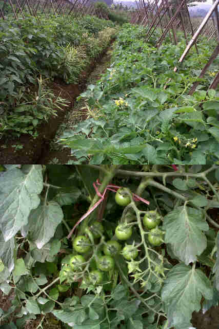 LIONTIN 2Pc. Di P. Marjo Sangiang 38 HST. ( Tumpang Sari Dgn Jahe Dan Cabe Keriting )