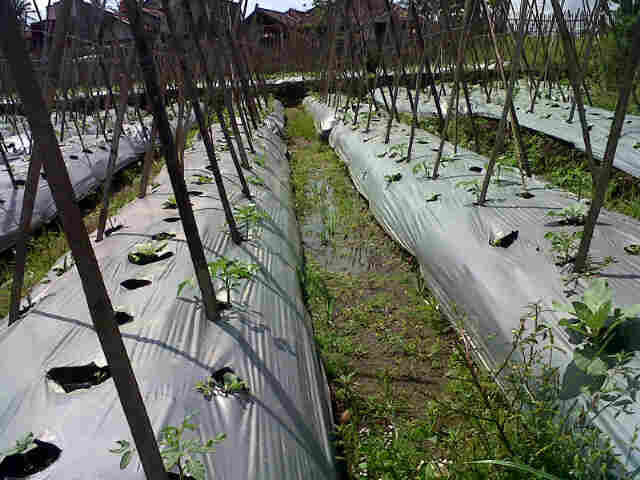 Ayunda F1 (15000phon) Dan Panjalu (15000pohon). Masa Vegetatif. Kp. Mester