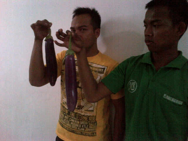 Buah Panjalu Panen Cibodas Lembang Terlihat Panjang ,