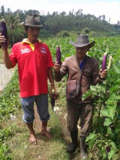 Hidup Panjalu.panen Buah Ke Lima Pnjalu Dwanaraja Grut