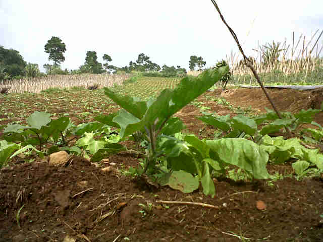 Lahan Panjalu Pa Ate 5000 Phn