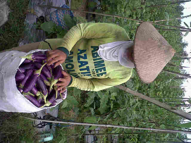 Panen Panjalu Di Pekalongan, Lamp Timur.