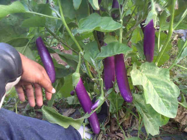 Panjalu 22 X Panen(1)