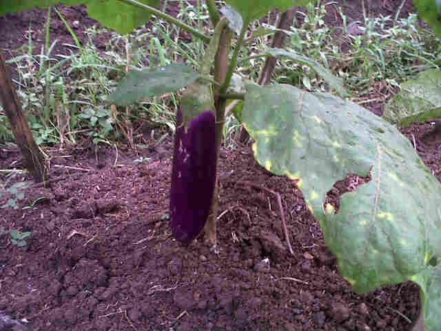 Panjalu Bru Mncul Buah.