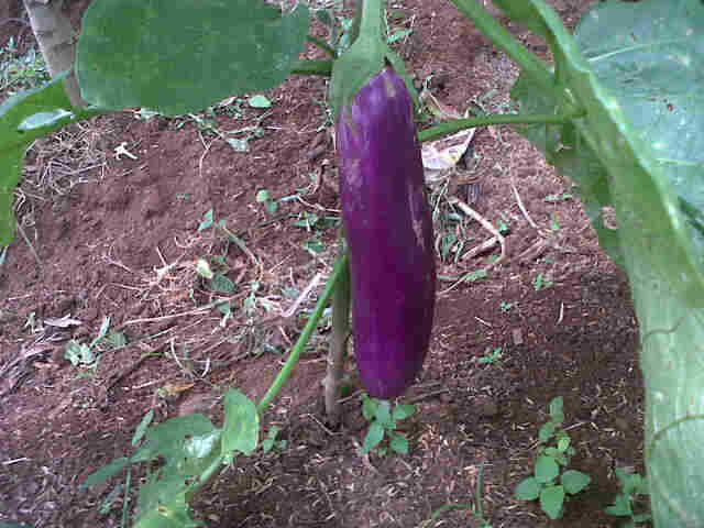 Panjalu Di Pak Hendi,panjang 20 Cm.
