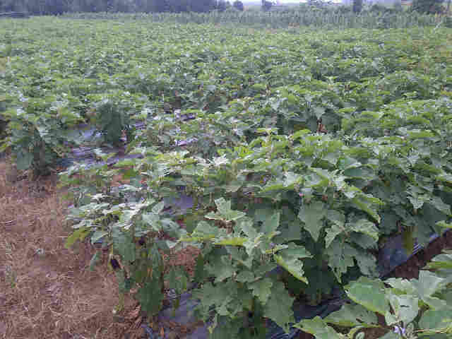 Panjalu Di Pekalongan
