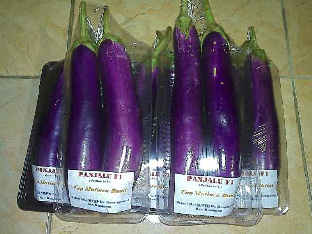 Panjalu F1 Siap Display..