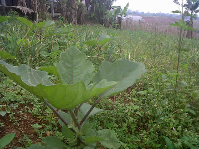 Panjalu Kurang Pelihara Di Salabintana