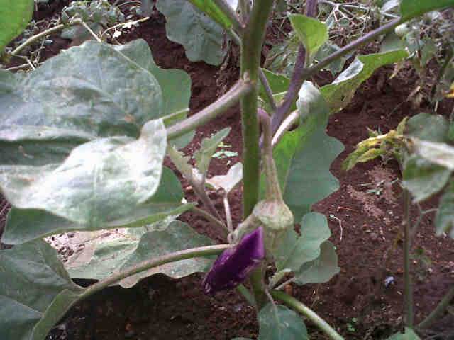 Panjalu Ms Generatif Awal Di Kebon Kai