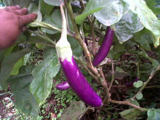 Panjalu Panen Sdh 4x P Tardi