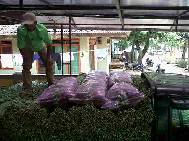 Panjalu Siap  Di Berangkat Kan Ke Pasar Tanah Tinggi.