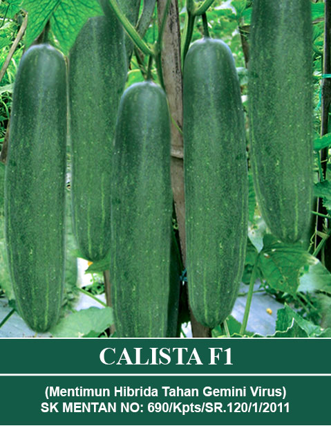 Benih CALISTA Mutiara Bumi