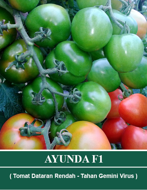 Benih AYUNDA F1 Mutiara Bumi
