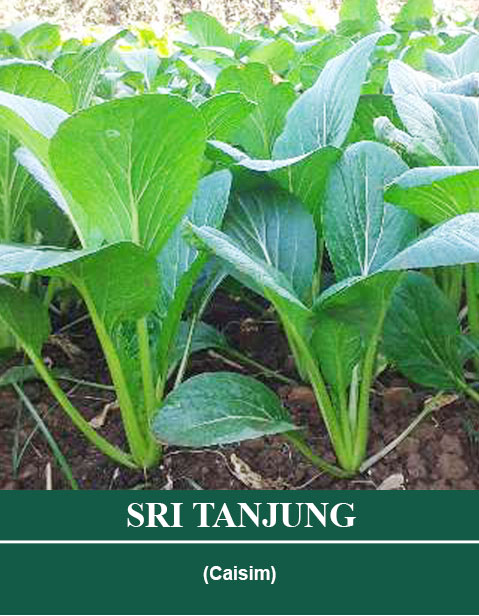 Benih SRI TANJUNG Mutiara Bumi