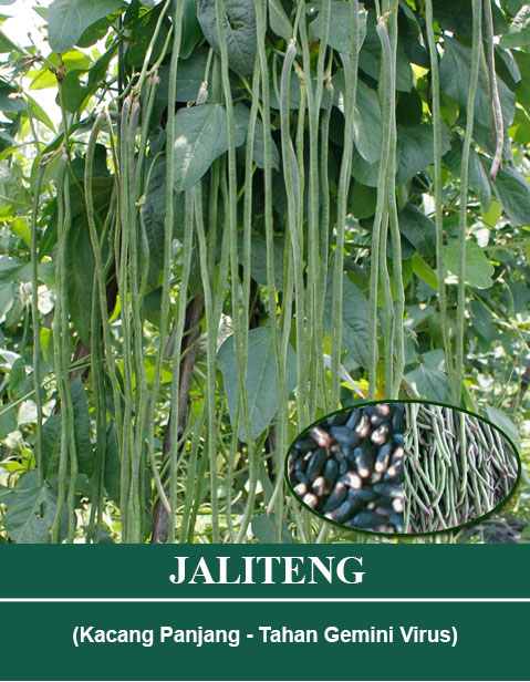 Benih JALITENG Mutiara Bumi
