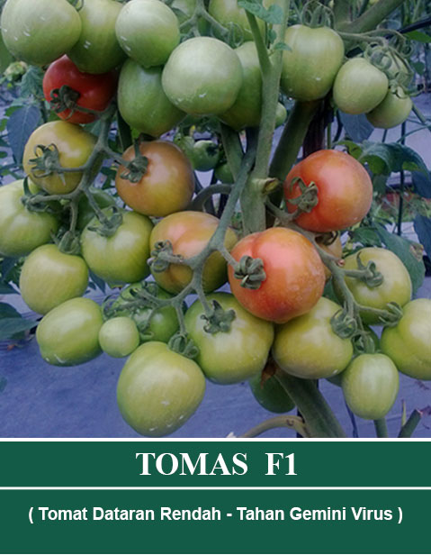 TOMAS F1