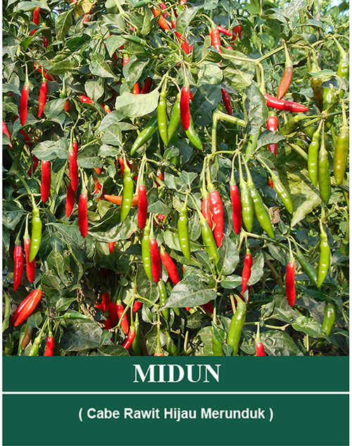 MIDUN