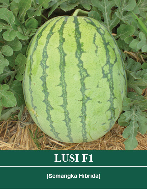 Benih LUSI F1 Mutiara Bumi