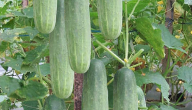 Ketimun Hibrida CALIA