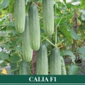 Ketimun Hibrida CALIA