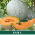 Melon Hibrida ERNI