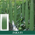 Oyong Hibrida JAKA