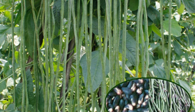 Kacang Panjang JALITENG