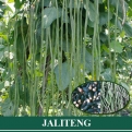 Kacang Panjang JALITENG