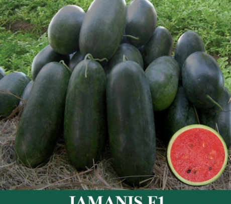 Semangka Hibrida JAMANIS